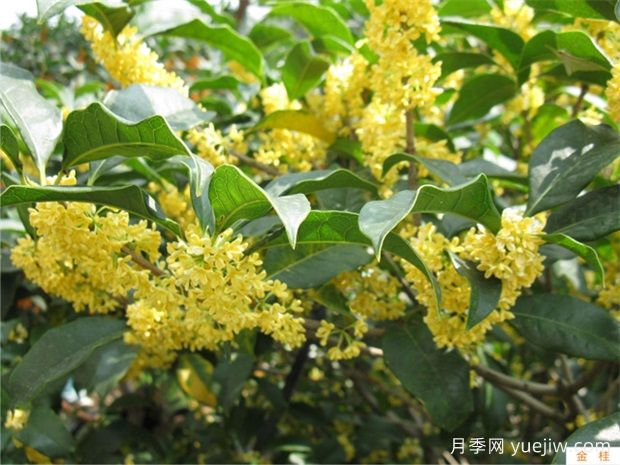 分享10个适合北方种植的常绿阔叶树种(图2)
