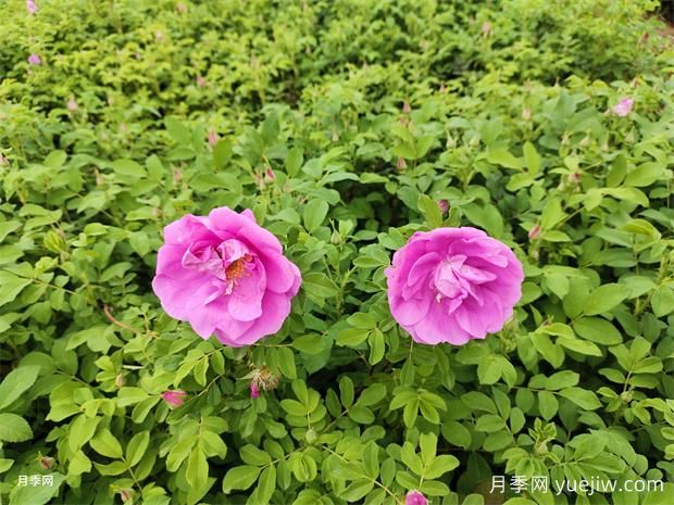 月季花和玫瑰花有区别吗？(图1)
