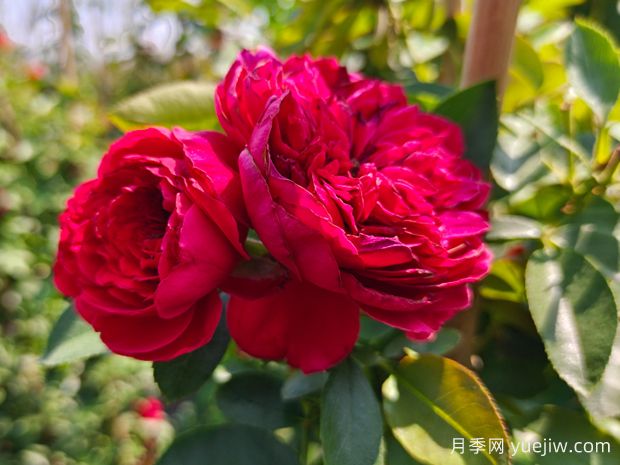 花量大到能遮阳的4种花卉，盆里加上阿司匹林，花比叶还多(图1)