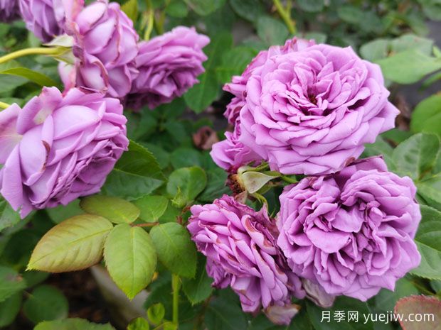 花店的玫瑰是切花月季，如何认清月季与玫瑰、蔷薇的区别(图1)