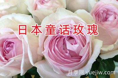 月季育种家：日本童话玫瑰公司(图1)