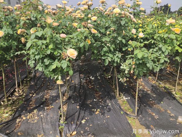 庭院首选棒棒糖树状月季，气质花卉，典雅大方(图2)