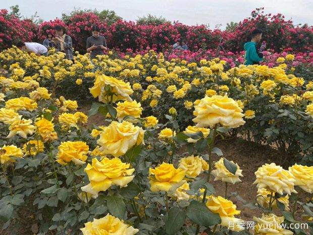 月季花的栽培与养护技术研究(图3)