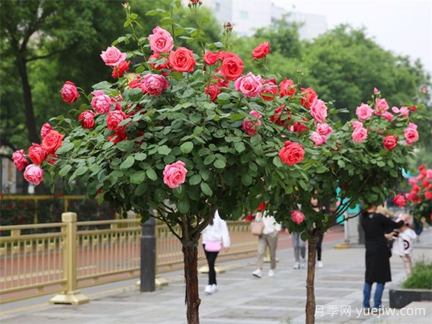 一棵月季几百块，为啥这么贵？这是月季树(图3)