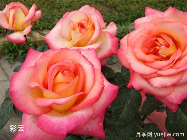 月季花养护：如何让您的月季繁花似锦(图1)