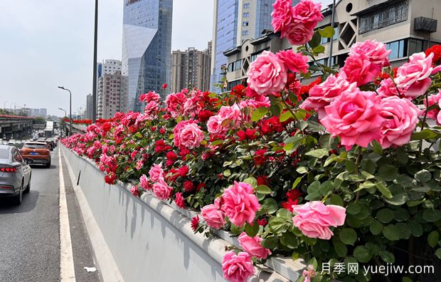 成都二环高架桥月季下桥过冬，四月相会(图1)
