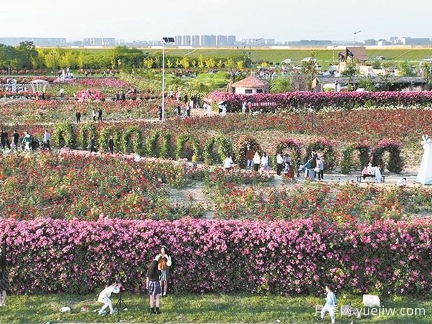 襄阳月季应用和景观图集(图2)