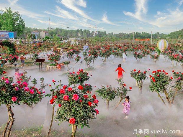 襄阳月季应用和景观图集(图3)