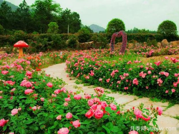 株洲月季应用和景观图集(图1)