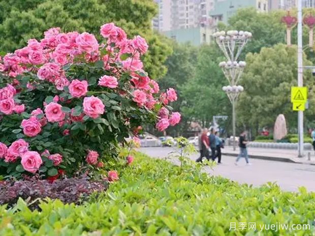 娄底月季应用和景观图集(图2)