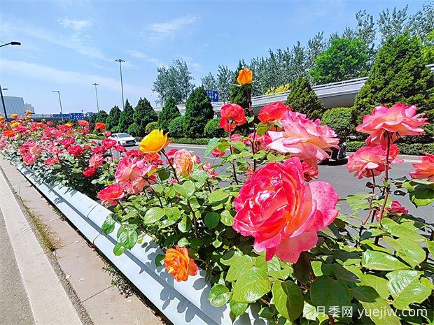 太原月季应用和景观图集(图1)