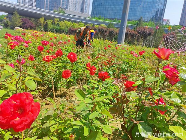 太原月季应用和景观图集(图3)