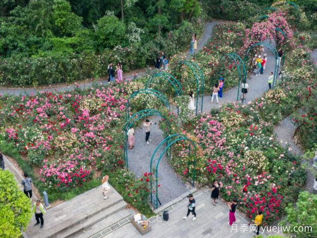 上饶月季应用和景观图集(图1)