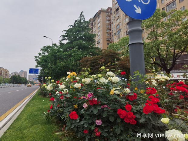 上饶月季应用和景观图集(图3)