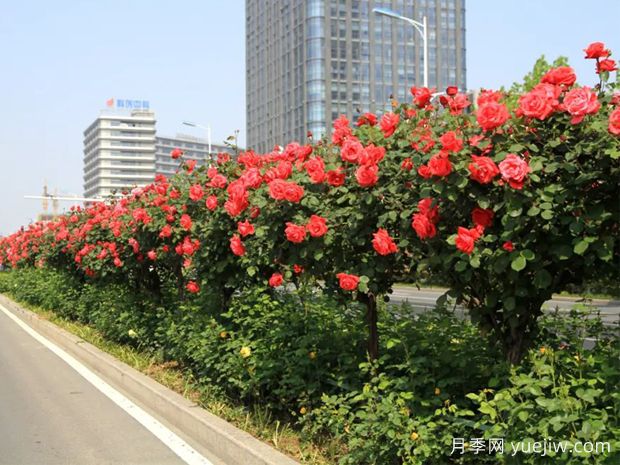 合肥月季应用和景观图集(图2)