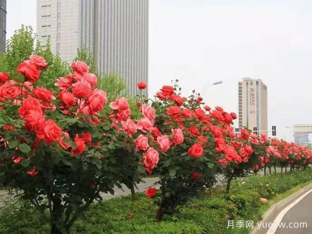 精心修剪，合肥高新区打造靓丽月季风景线(图1)