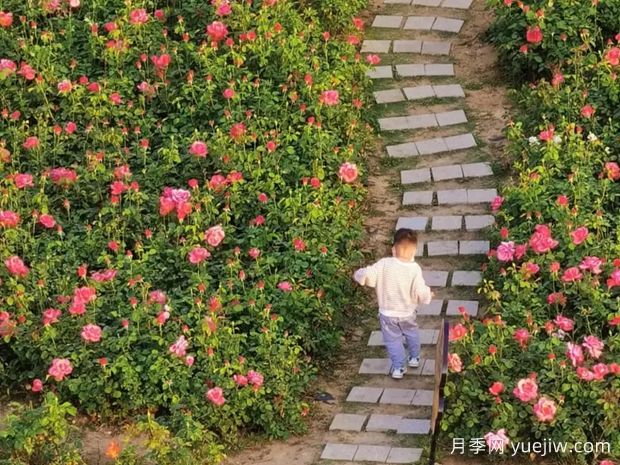 合肥月季应用和景观图集(图4)