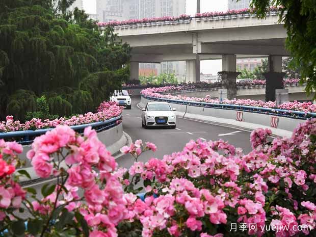 月季花：月月花开不言败(图3)