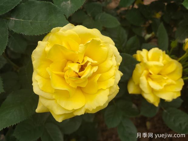 黄玫瑰的花语是什么？黄玫瑰的寓意和象征(图1)