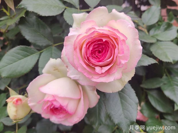 月季花哪个品种***好？经典月季花名称和图片(图1)