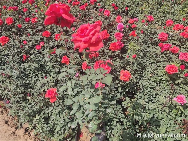 月季只长叶子不开花？应该怎么办(图1)