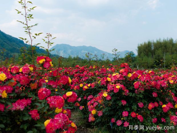 宣城月季应用和景观图集(图2)