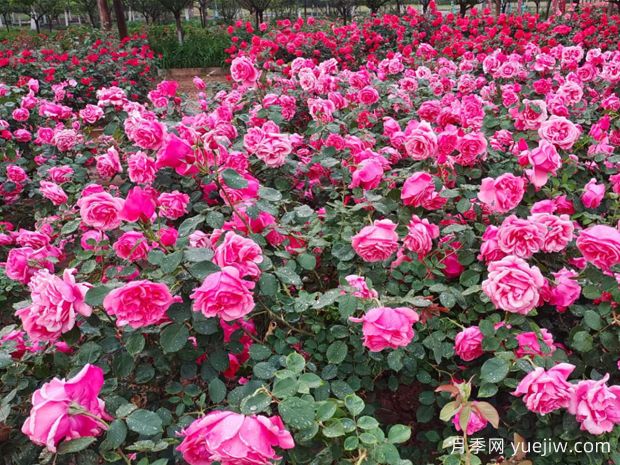 秦皇岛月季市花文化和景观图集(图2)