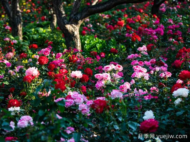 秦皇岛月季市花文化和景观图集(图4)