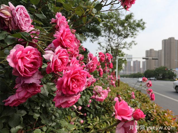 泰安月季应用和景观图集(图1)