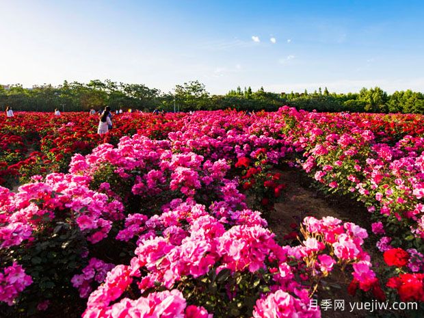 青岛月季市花文化和景观图集(图2)