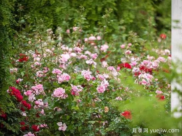 东营月季应用和景观图集(图2)