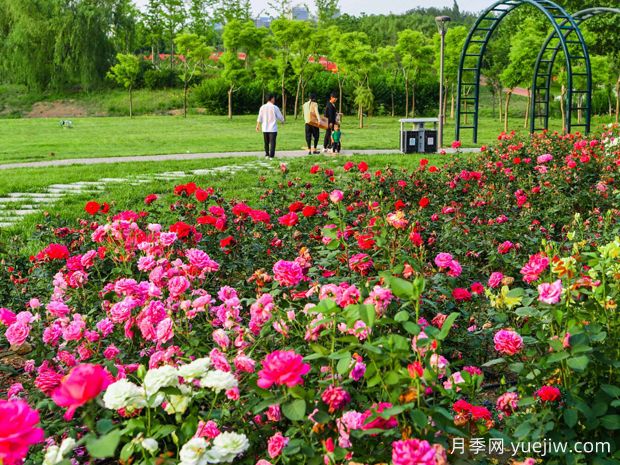 潍坊月季市花文化和景观图集(图2)