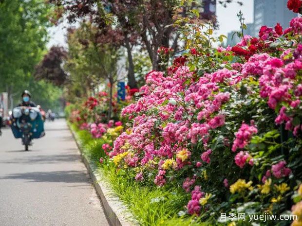 德州月季应用和景观图集(图2)