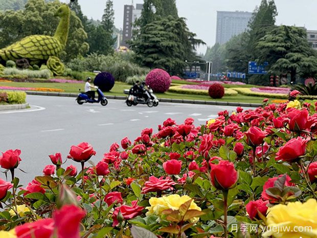 南京月季应用和景观图集(图5)