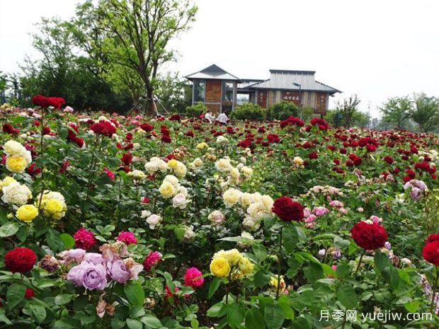 扬州月季应用和景观图集(图1)