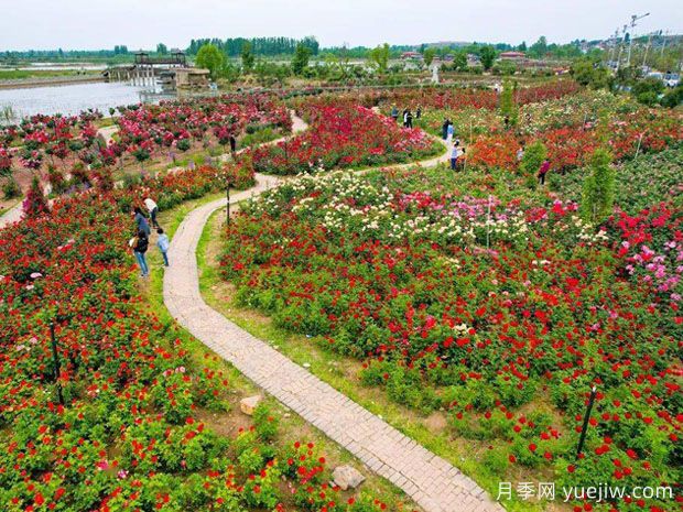 生态廊道的类型功能及常用植物的配置(图1)