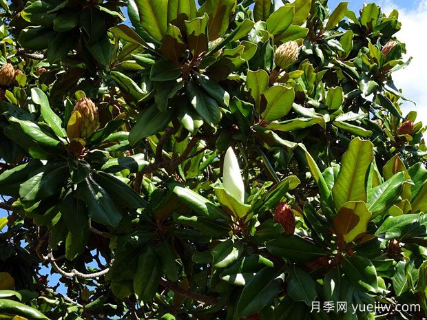 广玉兰什么时候开花？花语和种植技巧是什么？(图1)