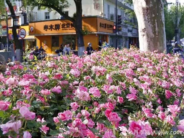 杭州月季应用和景观图集(图5)