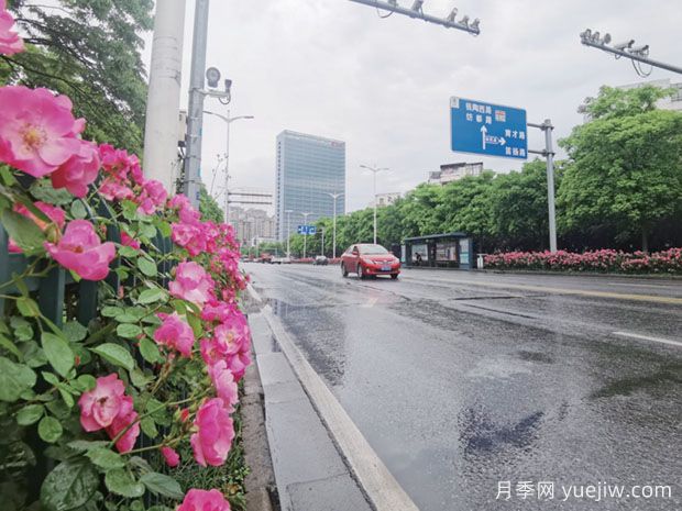 绍兴月季应用和景观图集(图1)