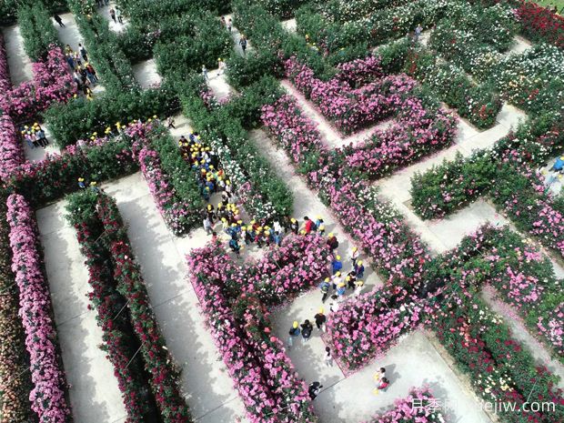 东阳月季市花文化和景观图集(图1)