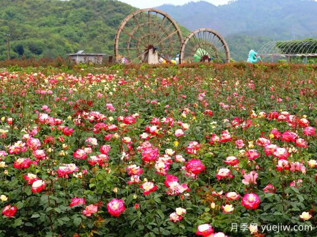 东阳月季市花文化和景观图集(图2)