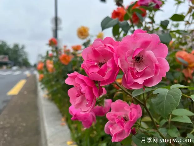 衢州月季应用和景观图集(图1)