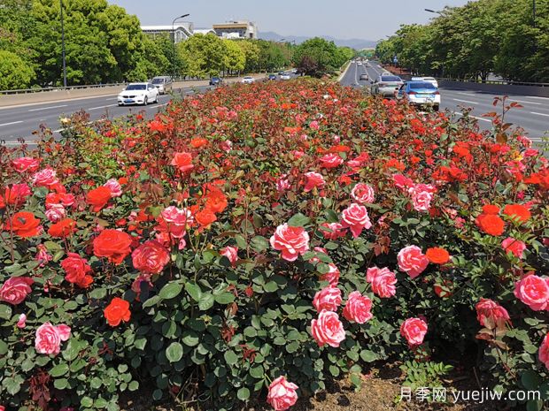 义乌月季市花文化和景观图集(图3)