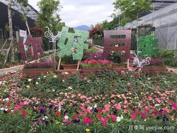 莆田月季市花文化和景观图集(图1)