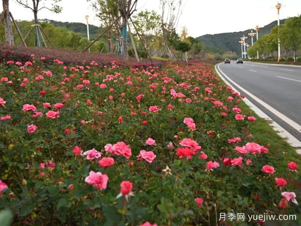 南平月季应用和景观图集(图1)