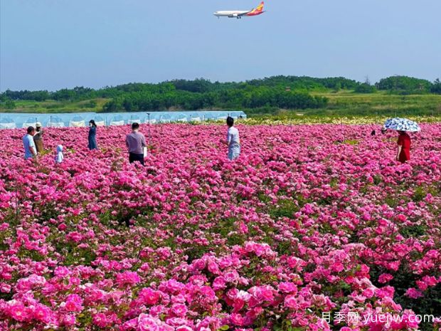 西安月季应用和景观图集(图1)