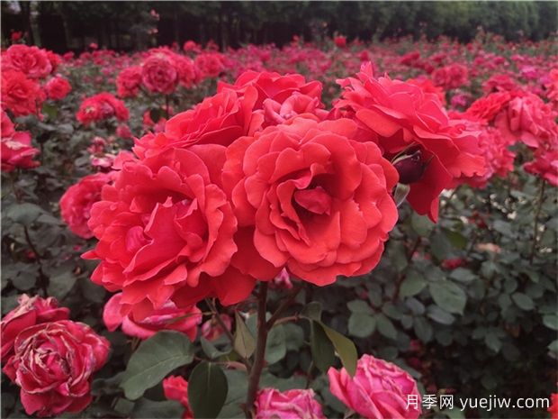 ​宝鸡看月季花，就到宝鸡植物园(图1)