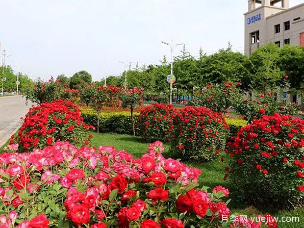 铜川月季市花文化和景观图集(图2)