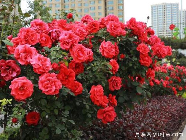 临夏高杆月季激情绽放，让临夏州美不胜收(图1)