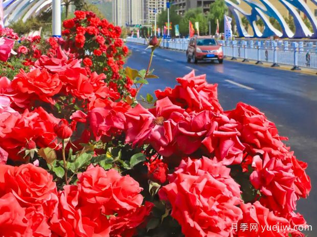 3万余株树状月季花开满城，临夏市的浪漫你喜欢吗？(图1)